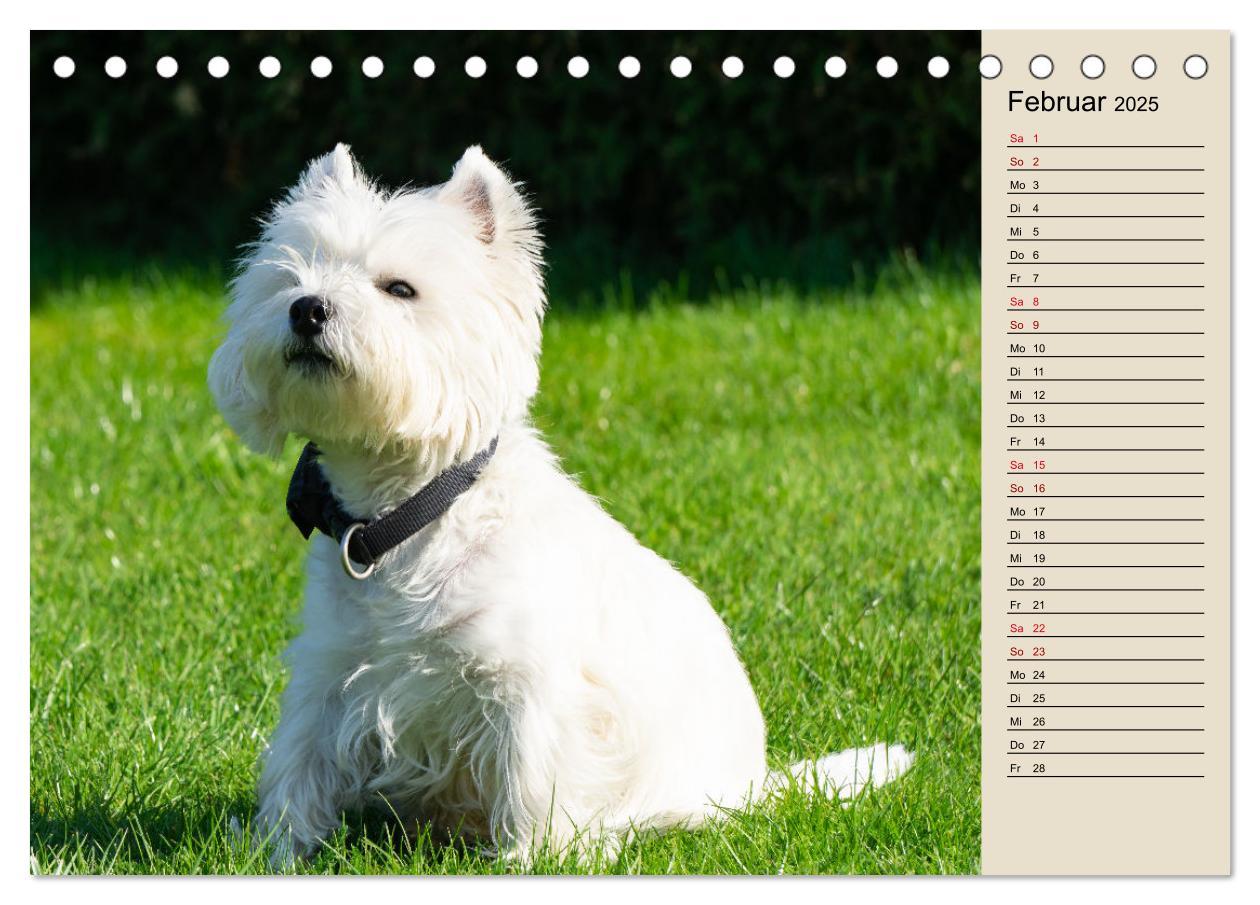 Bild: 9783383906770 | WEST HIGHLAND WHITE TERRIER - DER WESTIE - EIN HUND MIT CHARISMA...