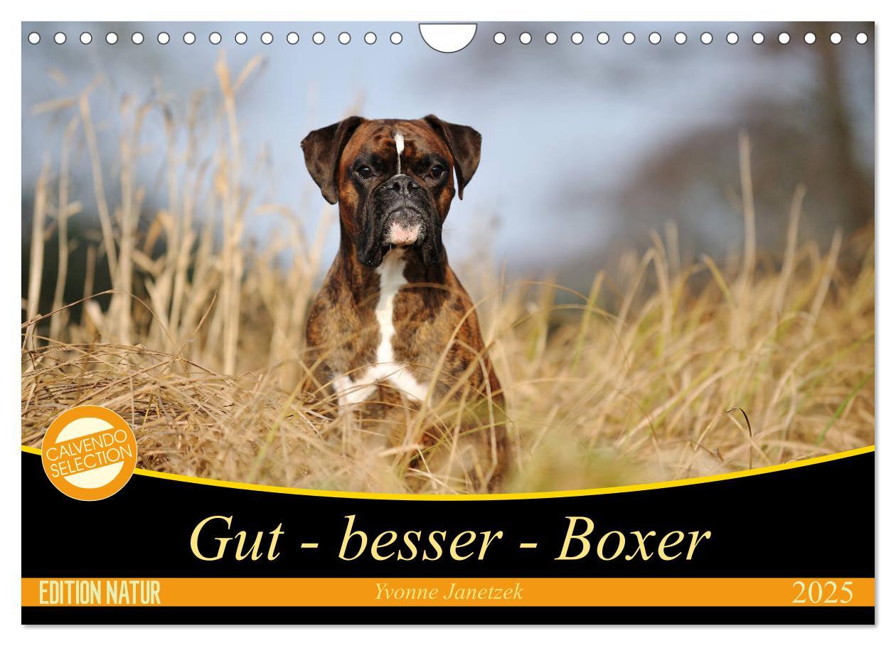 Cover: 9783435412235 | Gut - besser - Boxer (Wandkalender 2025 DIN A4 quer), CALVENDO...