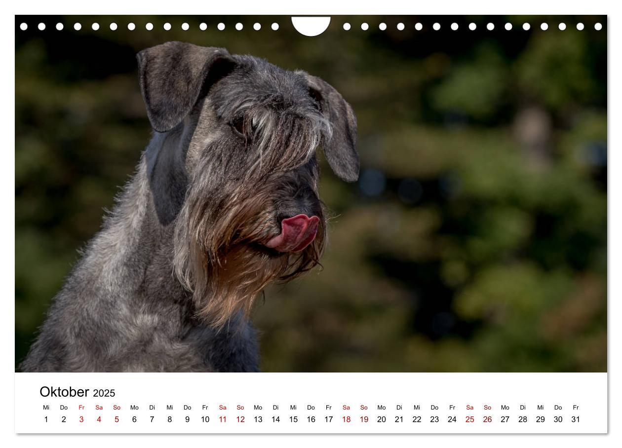 Bild: 9783435424887 | Schnauzer... von Zwergen und Riesen 2025 (Wandkalender 2025 DIN A4...