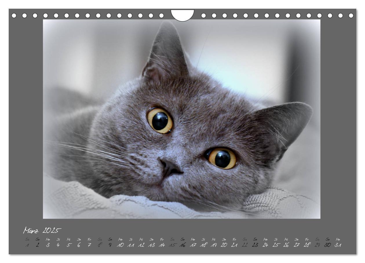 Bild: 9783435401673 | GRAUE ENGEL Britischkurzhaar-Katzen (Wandkalender 2025 DIN A4...