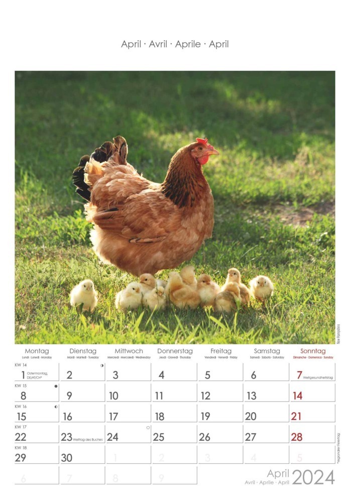 Bild: 4251732338725 | Hühner 2024 - Bildkalender 23,7x34 cm - Kalender mit Platz für...