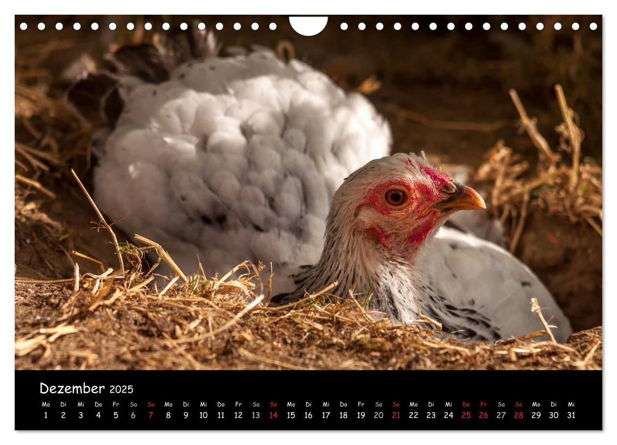 Bild: 9783435564101 | Gartenhühner (Wandkalender 2025 DIN A4 quer), CALVENDO Monatskalender