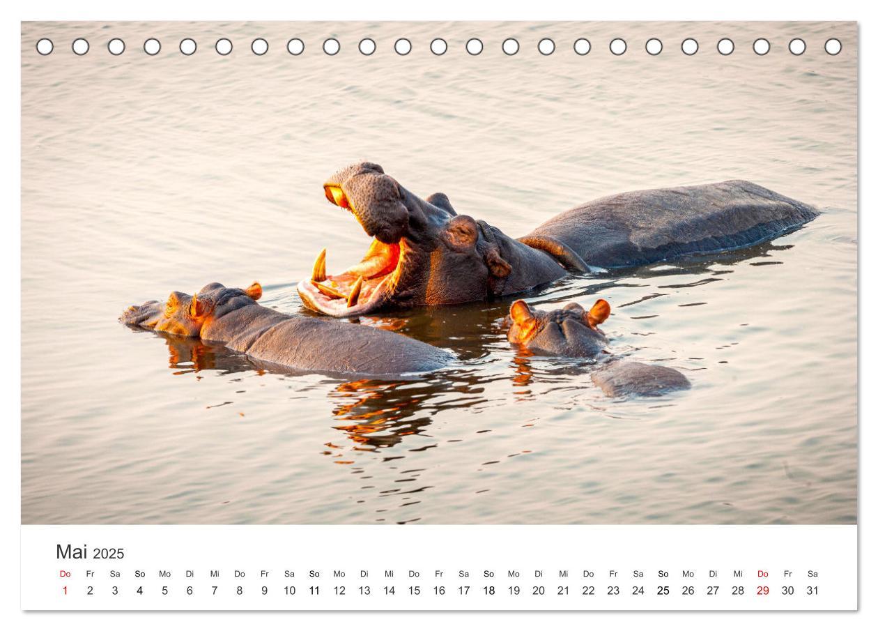 Bild: 9783383956713 | Botswana - Grandiose Wildnis (Tischkalender 2025 DIN A5 quer),...