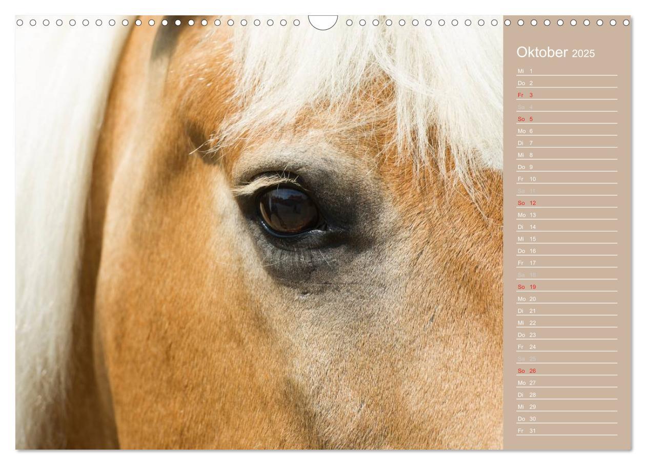 Bild: 9783435742905 | Haflinger / Geburtstagskalender (Wandkalender 2025 DIN A3 quer),...