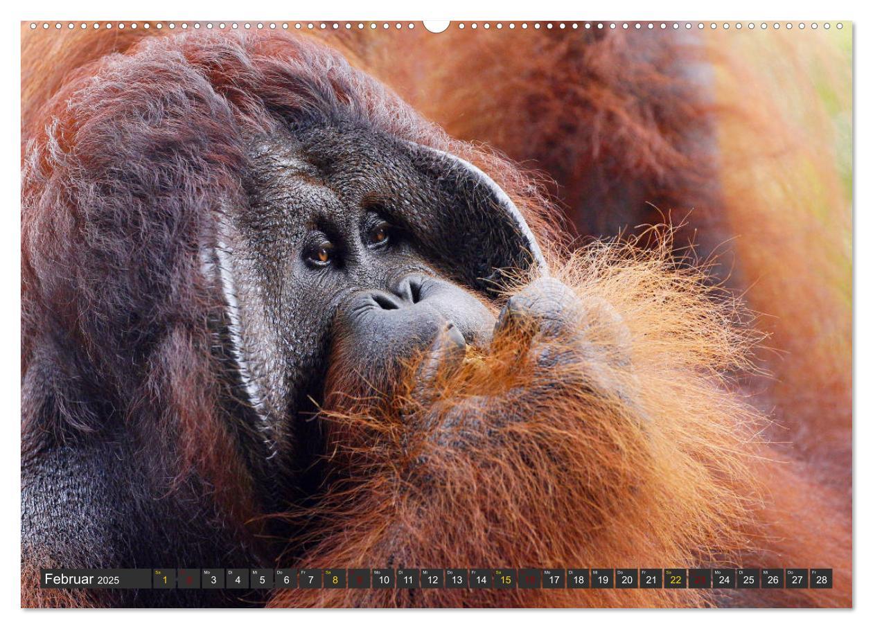 Bild: 9783435361045 | Waldmenschen - Orang Utans auf Borneo (hochwertiger Premium...