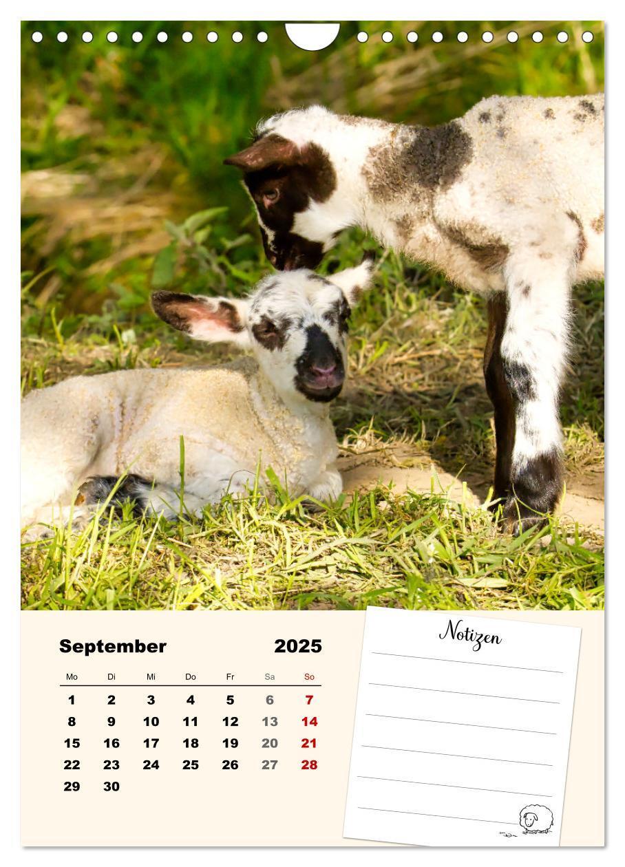 Bild: 9783435844517 | Lämmerglück (Wandkalender 2025 DIN A4 hoch), CALVENDO Monatskalender