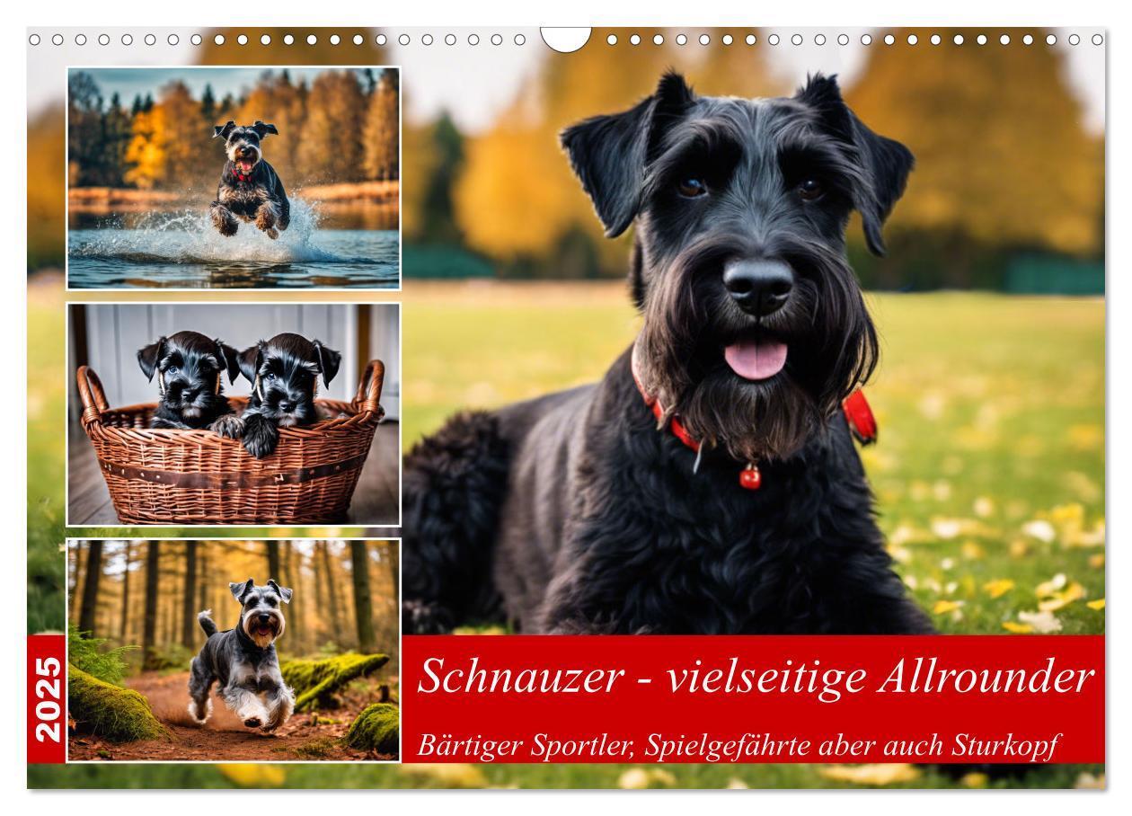 Cover: 9783457036914 | Schnauzer - vielseitige Allrounder (Wandkalender 2025 DIN A3 quer),...