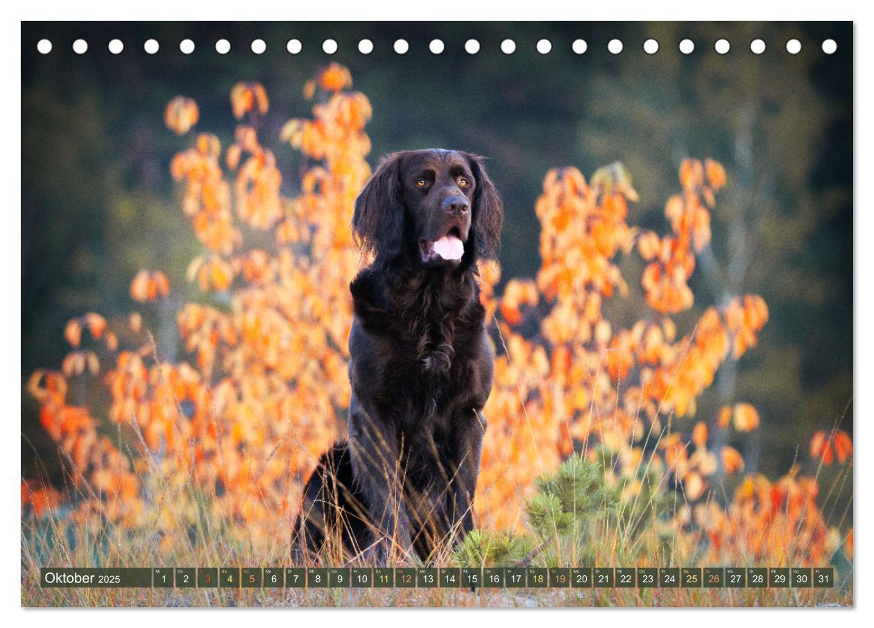 Bild: 9783383839528 | Jagdhund im Portrait - Deutsch Langhaar (Tischkalender 2025 DIN A5...