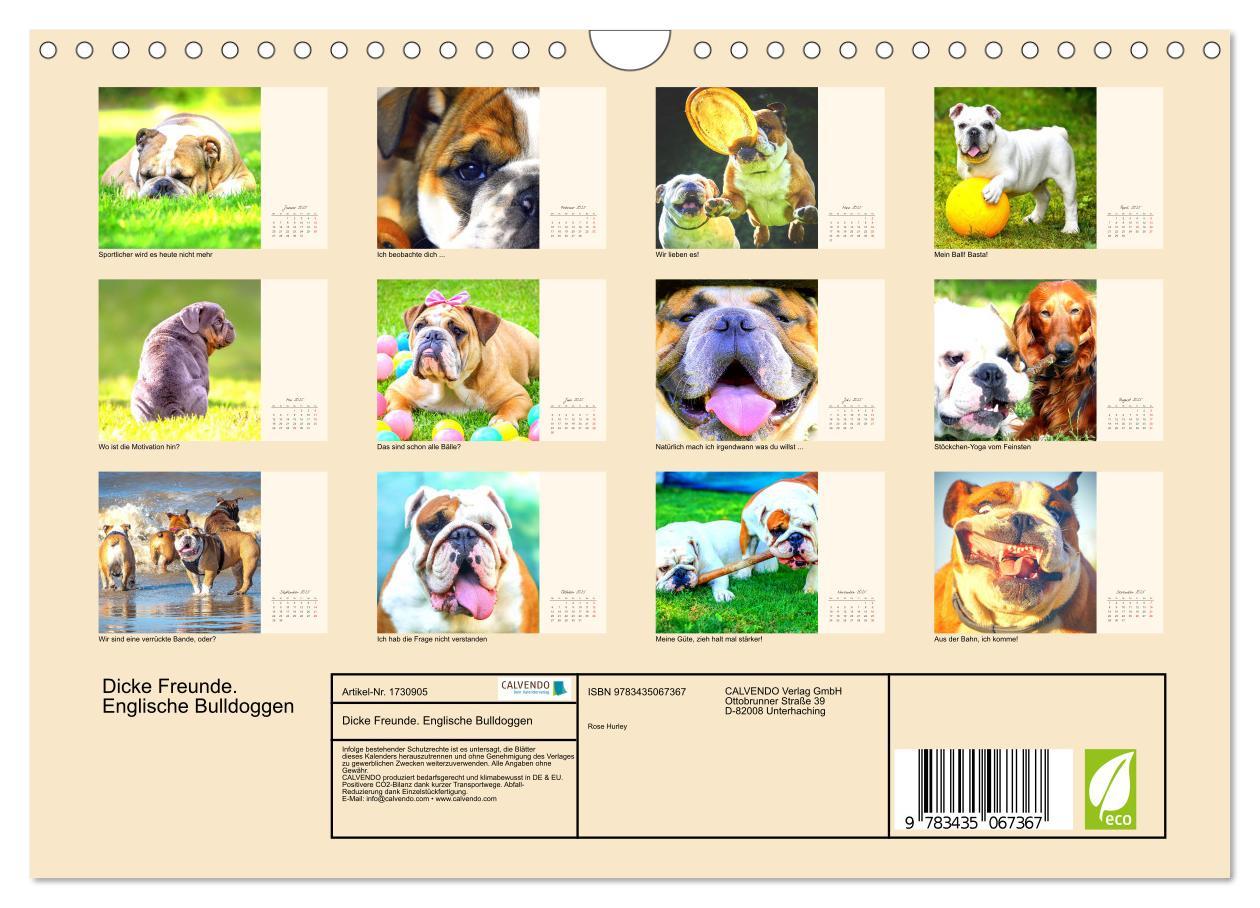 Bild: 9783435067367 | Dicke Freunde. Englische Bulldoggen (Wandkalender 2025 DIN A4...