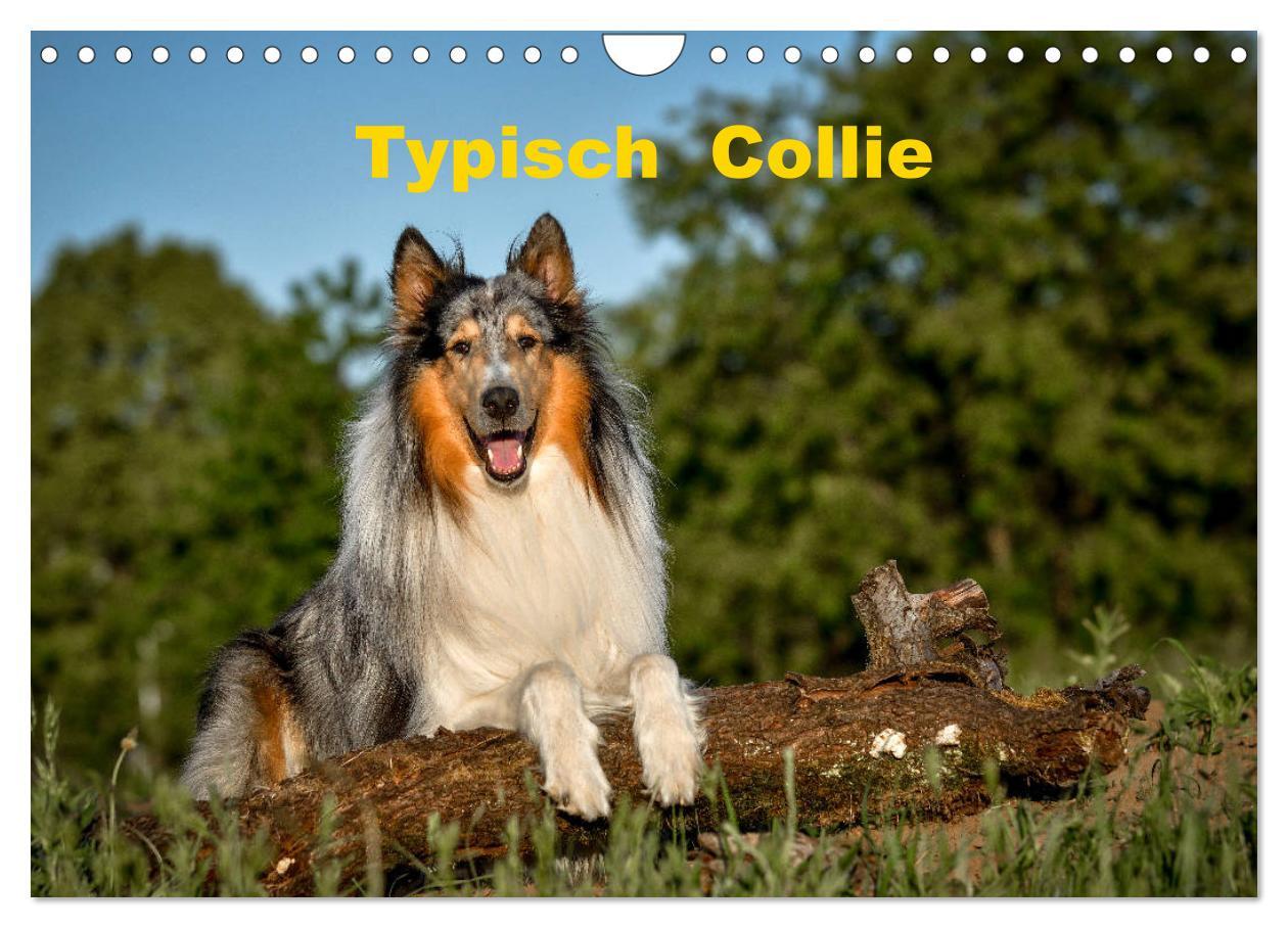 Cover: 9783435110919 | Typisch Collie (Wandkalender 2025 DIN A4 quer), CALVENDO...