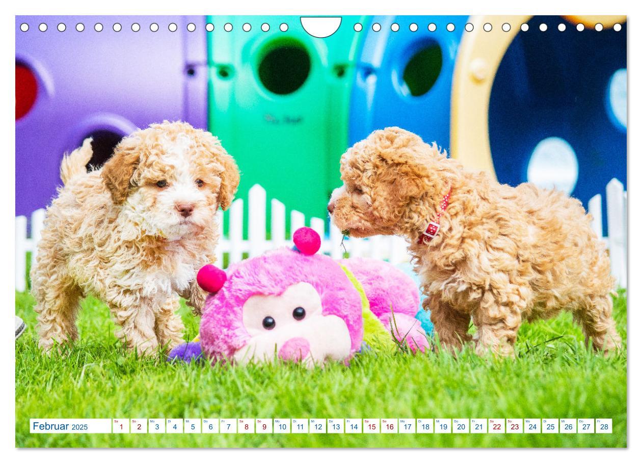 Bild: 9783435028580 | Lagotto Romagnolo - Bilder aus der Kinderstube (Wandkalender 2025...