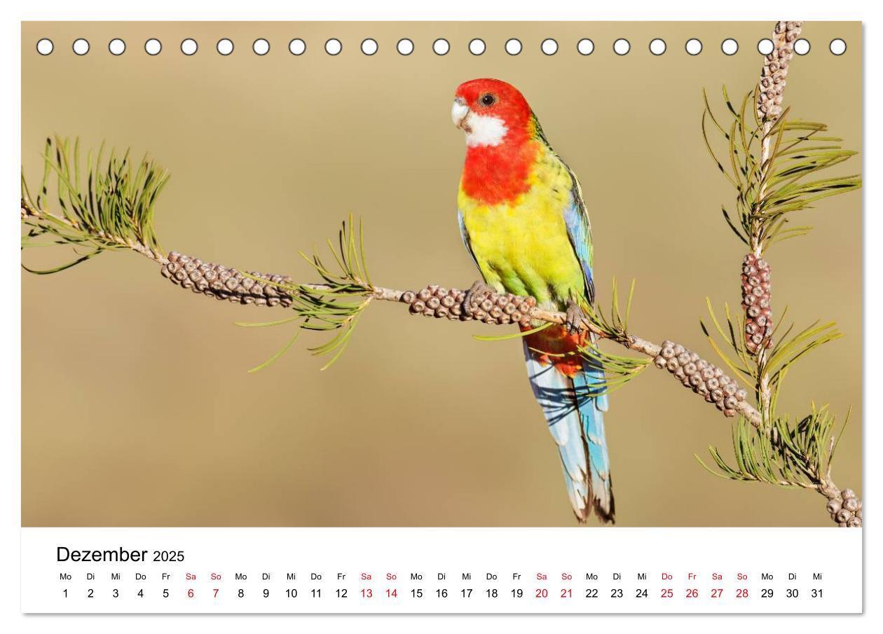 Bild: 9783435612239 | Australische Papageien (Tischkalender 2025 DIN A5 quer), CALVENDO...