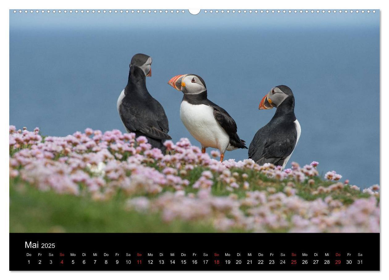 Bild: 9783435715084 | Papageientaucher 2025 (Wandkalender 2025 DIN A2 quer), CALVENDO...