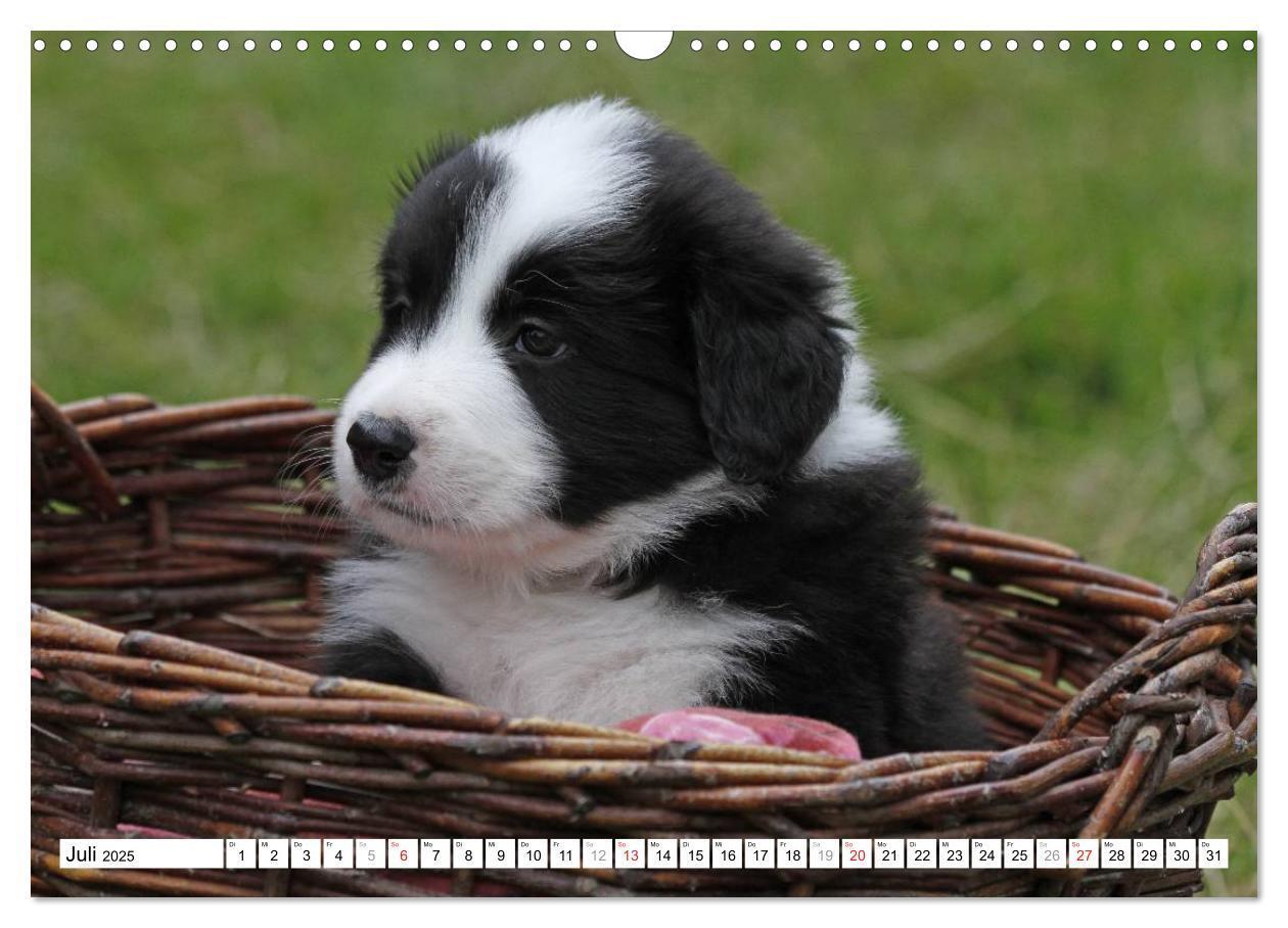 Bild: 9783435833665 | Border Collie Welpen (Wandkalender 2025 DIN A3 quer), CALVENDO...