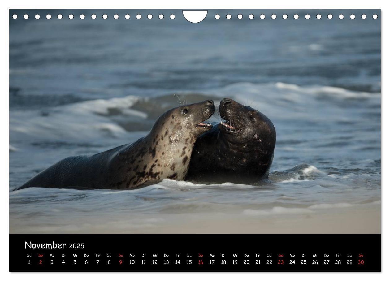 Bild: 9783435719075 | Robben auf Helgoland 2025 (Wandkalender 2025 DIN A4 quer), CALVENDO...