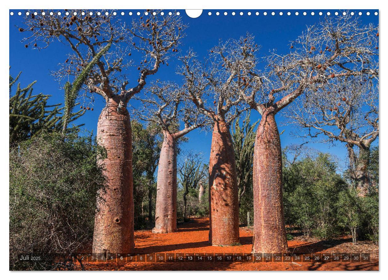 Bild: 9783435277889 | Zauberwald Ifaty · Traumhafte Baobabs in Madagaskar (Wandkalender...