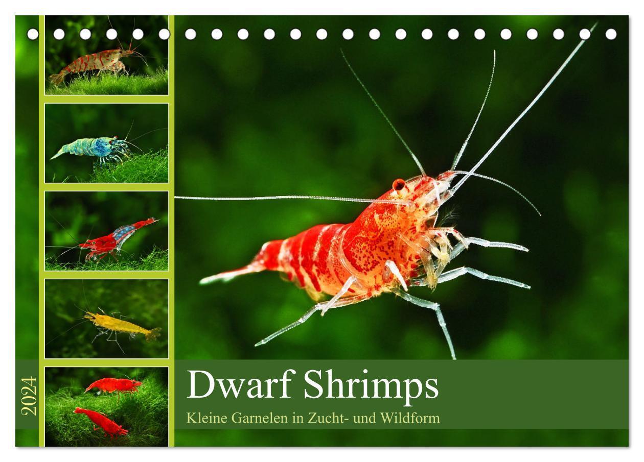 Cover: 9783675966406 | Dwarf Shrimps (Tischkalender 2024 DIN A5 quer), CALVENDO...