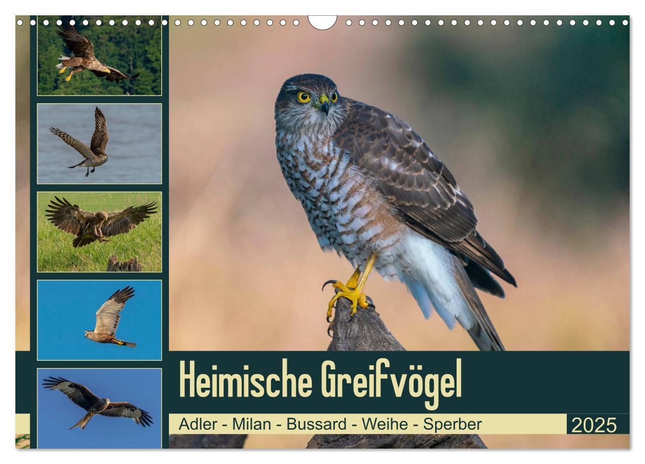 Cover: 9783435111176 | Heimische GREIFVÖGEL Adler Milan Bussard Weihe Sperber...