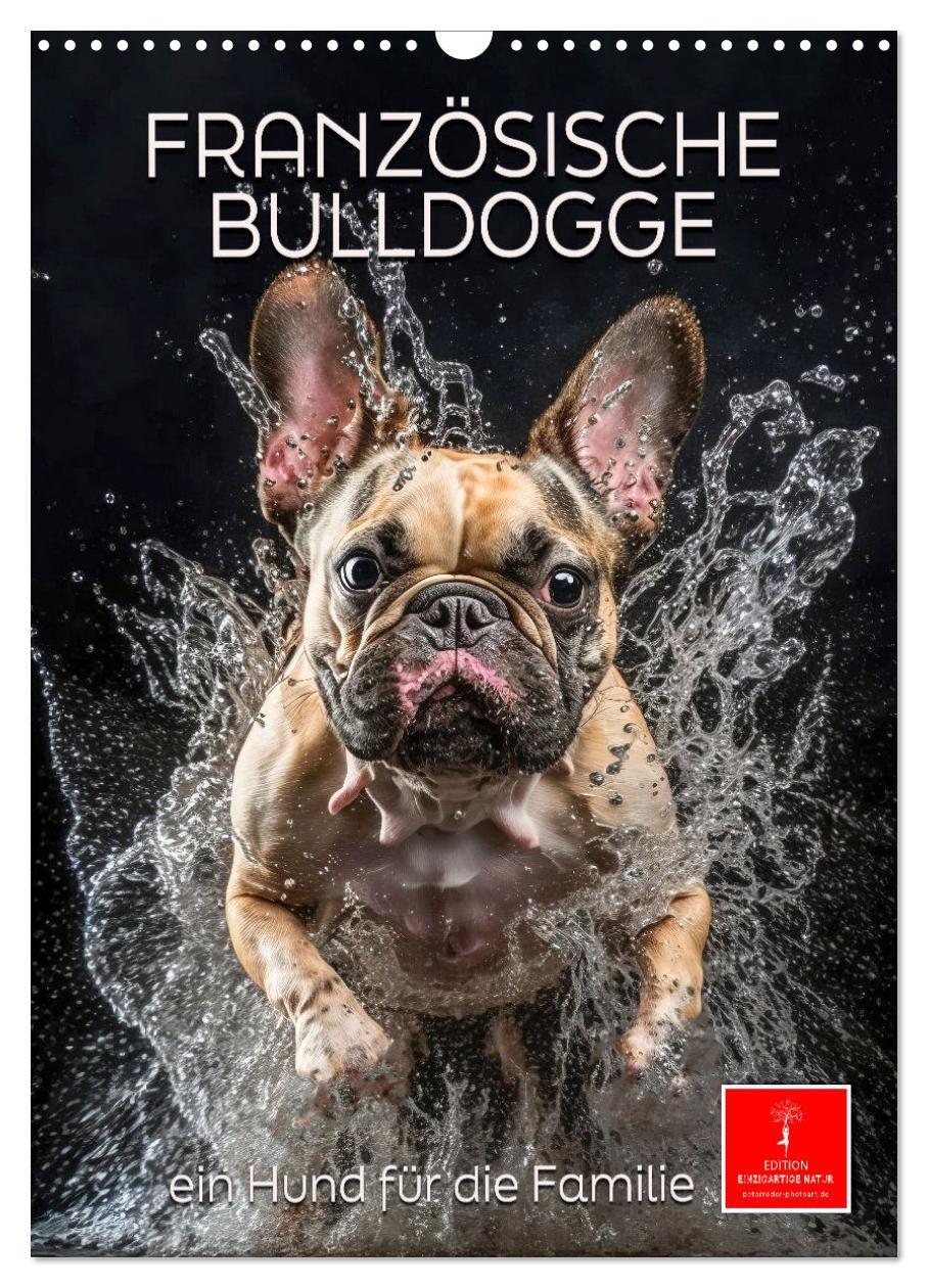 Cover: 9783675440944 | Französische Bulldogge - ein Hund für die Familie (Wandkalender...