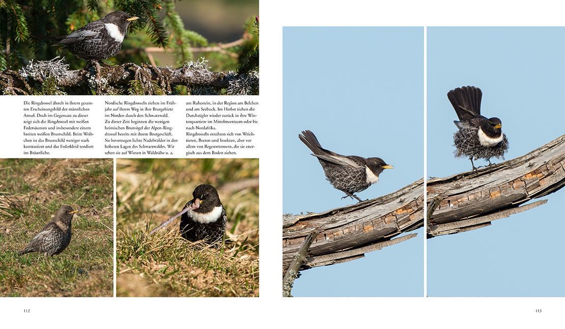 Bild: 9783981088267 | NATURERLEBNIS WILDER SCHWARZWALD | Das lebendige Mittelgebirge | Buch