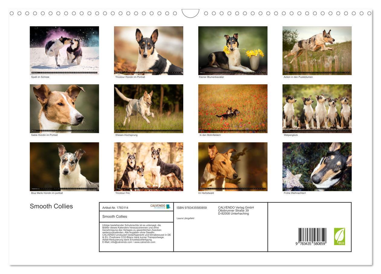 Bild: 9783435580859 | Smooth Collies (Wandkalender 2025 DIN A3 quer), CALVENDO...