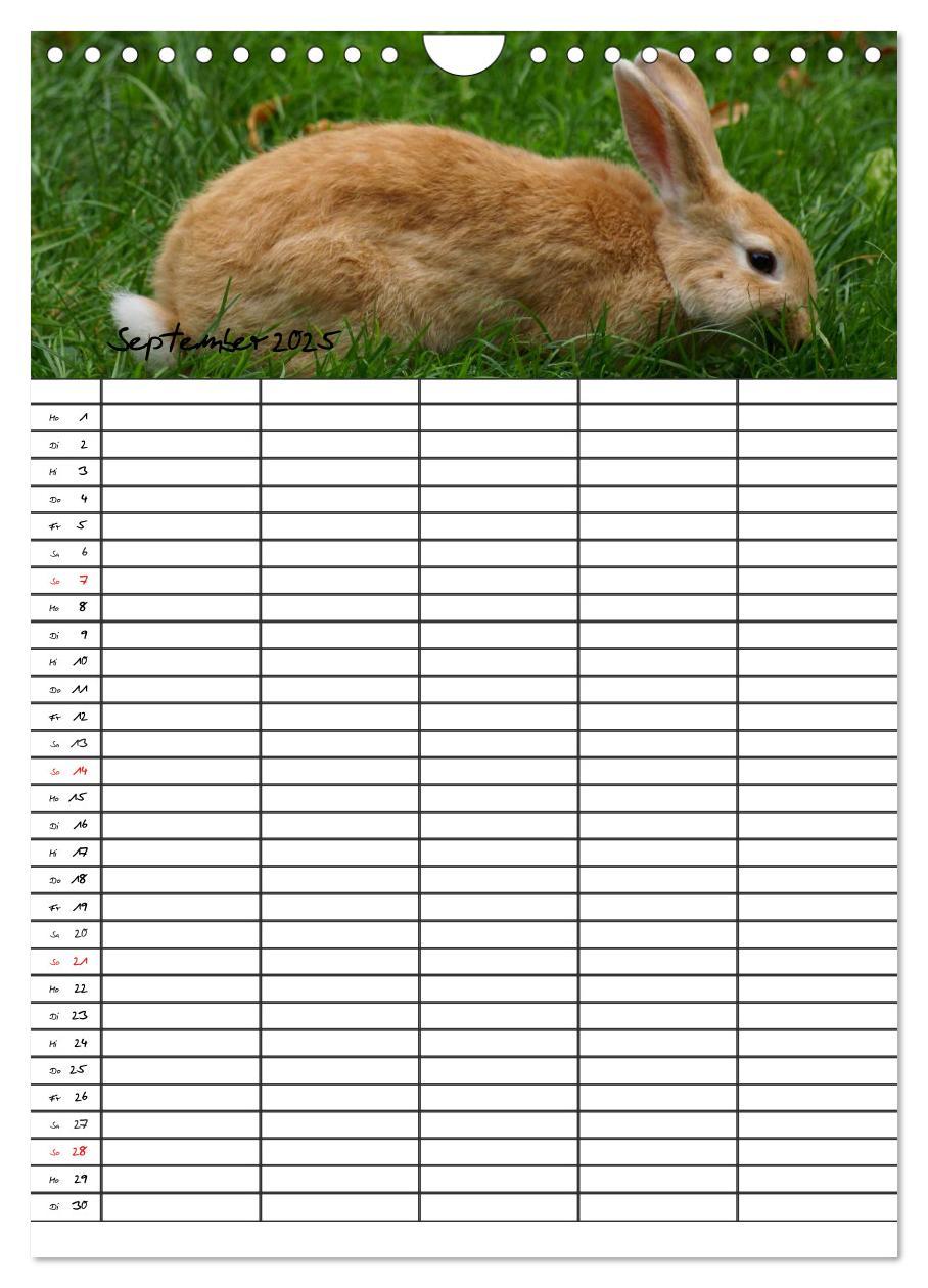 Bild: 9783457026205 | Meerschweinchen und Kaninchen Familienplaner (Wandkalender 2025 DIN...