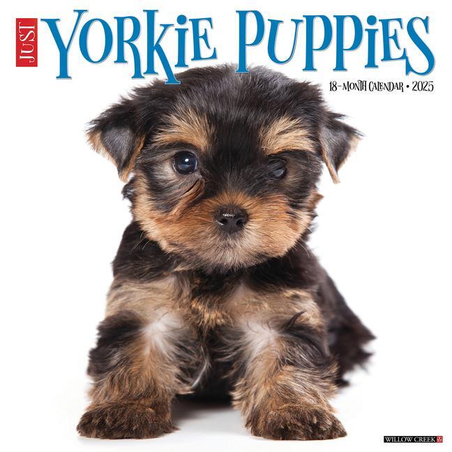 Cover: 9781549245541 | Just Yorkie Puppies 2025 12 X 12 Wall Calendar | Willow Creek Press