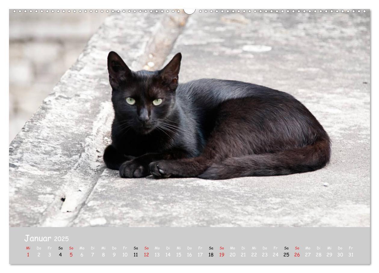 Bild: 9783435787333 | Katzen des Südens (Wandkalender 2025 DIN A2 quer), CALVENDO...