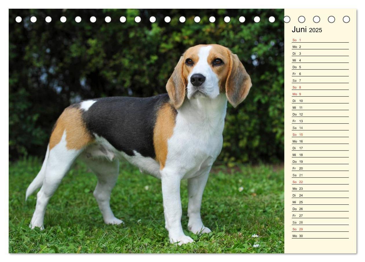 Bild: 9783435540396 | Beagle - Herz auf 4 Pfoten (Tischkalender 2025 DIN A5 quer),...