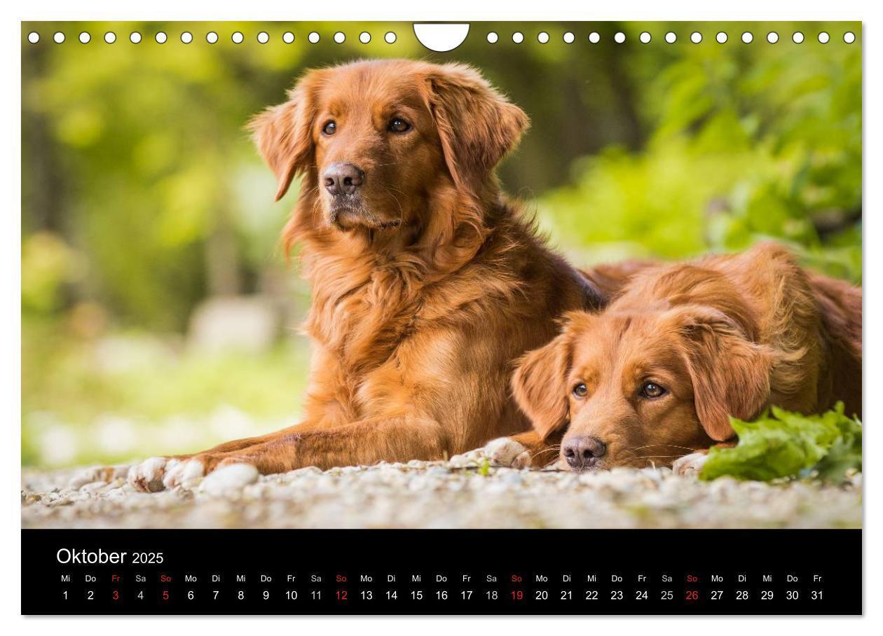 Bild: 9783435629770 | Toller - Nova Scotia Duck Tolling Retriever (Wandkalender 2025 DIN...