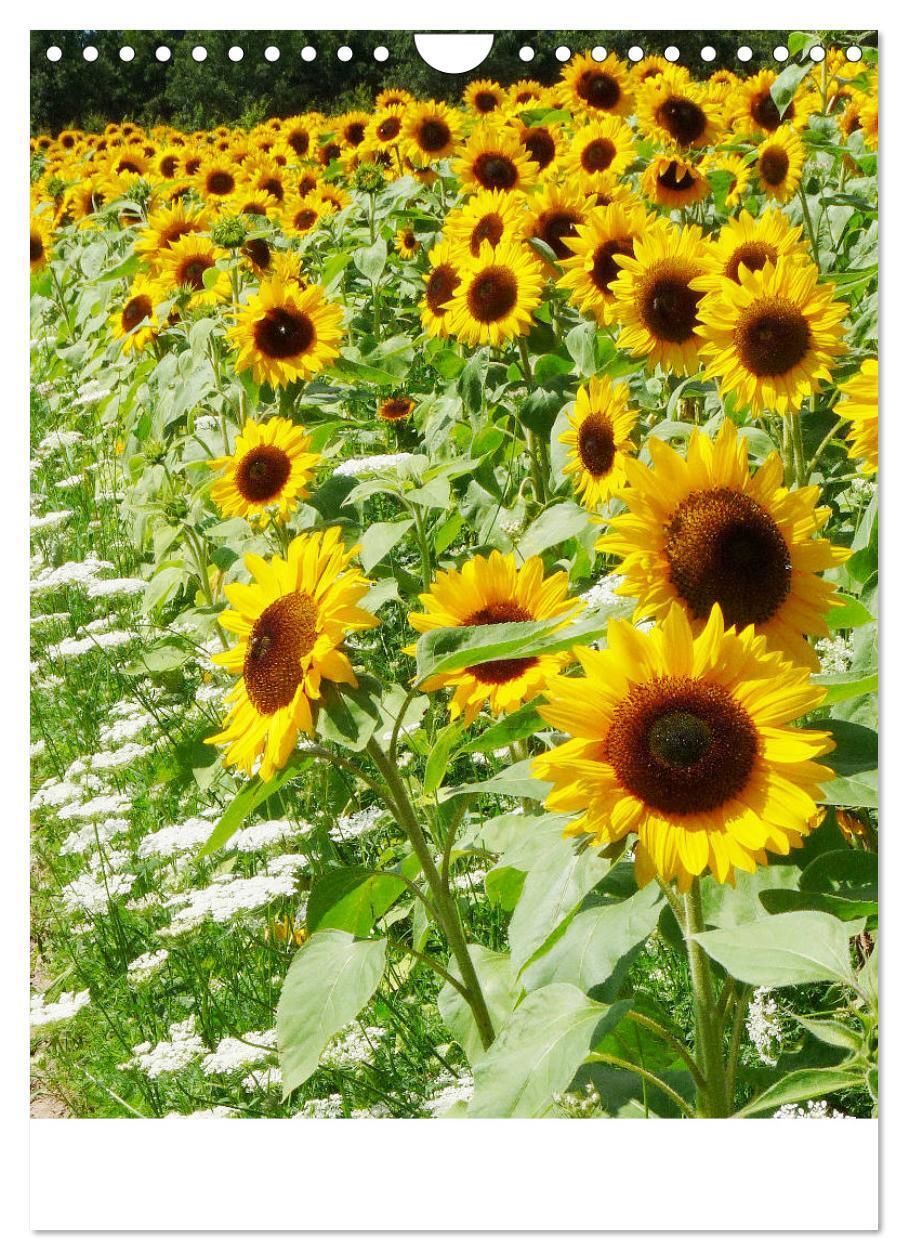 Bild: 9783435952076 | Sonnenblumen - Strahlende Blüten (Wandkalender 2025 DIN A4 hoch),...