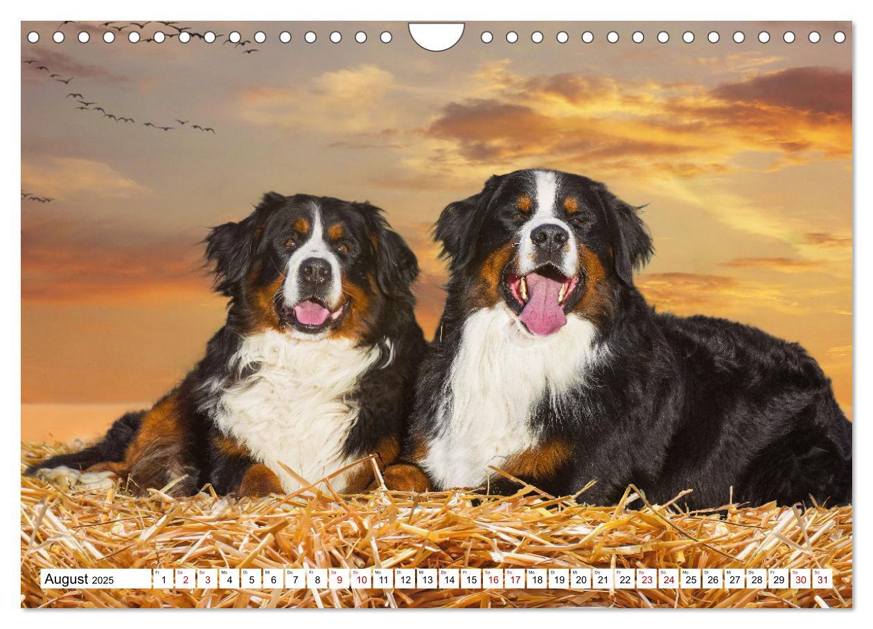 Bild: 9783383925252 | Berner Sennenhund - Eine Liebe für´s Leben (Wandkalender 2025 DIN...