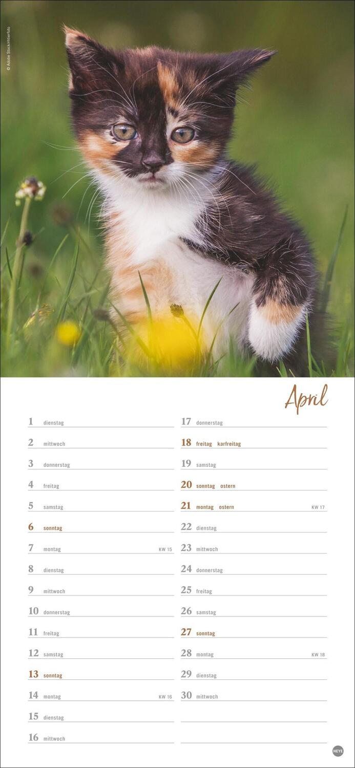 Bild: 9783756406159 | Katzen slim - Auf sanften Pfoten Kalender 2025 | Heye | Kalender