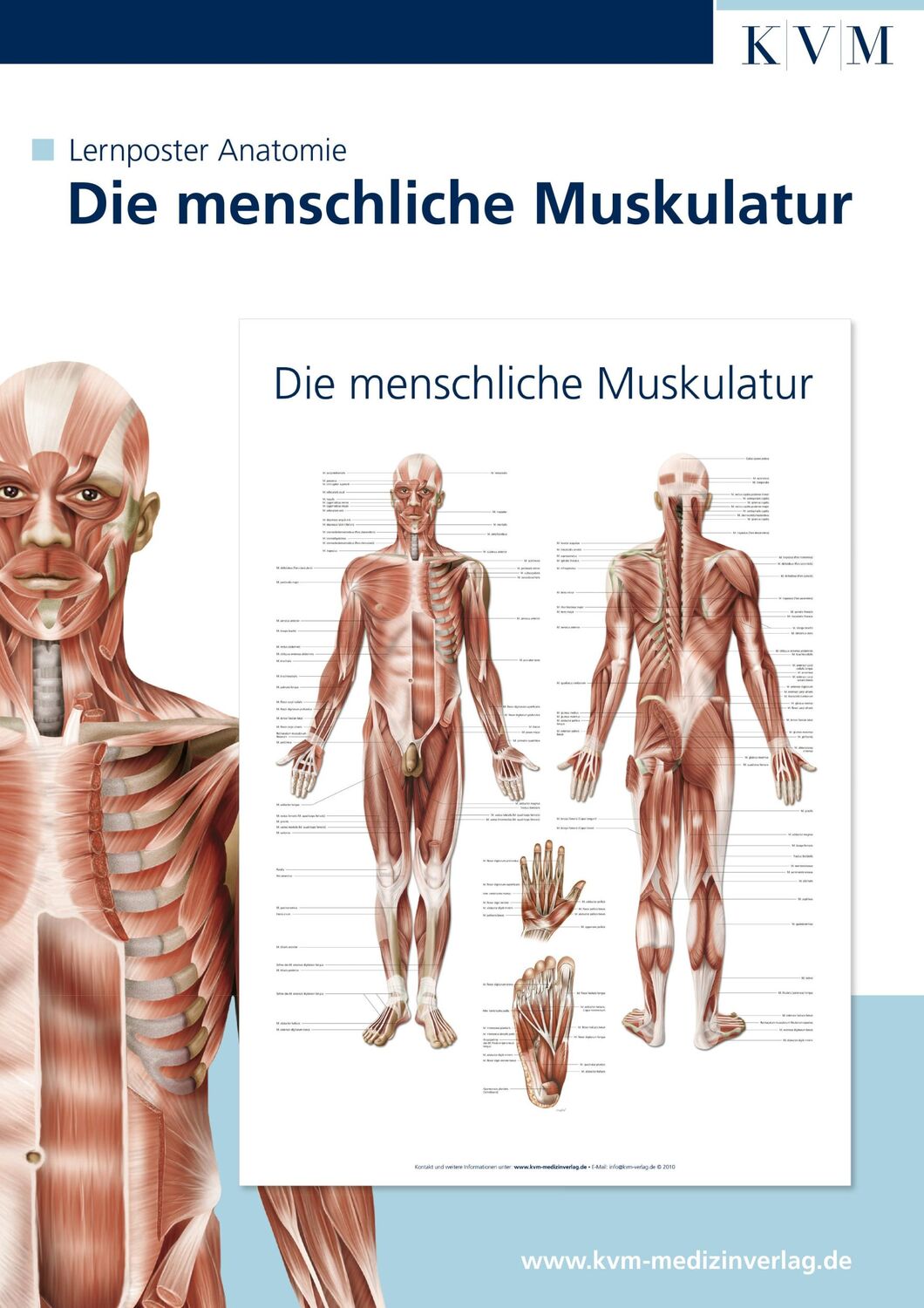 Cover: 9783940698117 | Anatomie Lernposter. Die menschliche Muskulatur | Poster | 1 S. | 2010