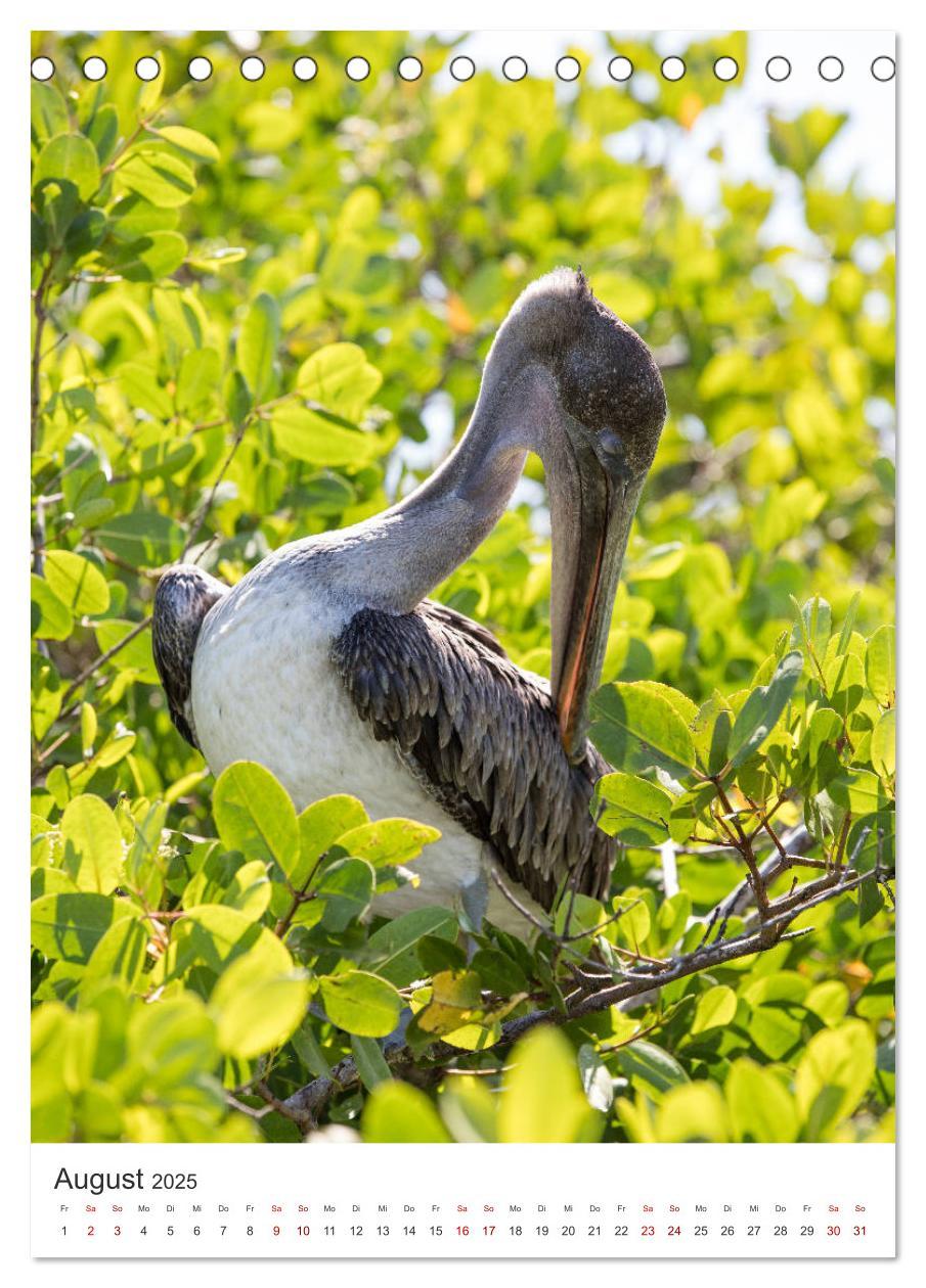 Bild: 9783435977918 | Galapagos - Atemberaubende Tierwelt (Tischkalender 2025 DIN A5...