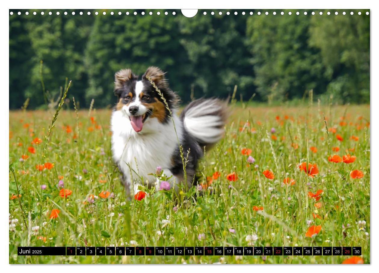 Bild: 9783435553129 | Australian Shepherd - Lebensfreude auf vier Pfoten (Wandkalender...