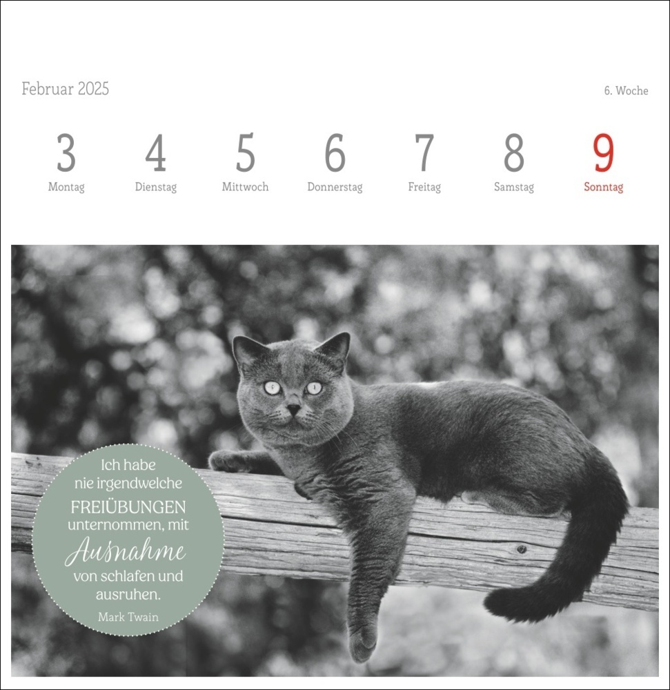 Bild: 9783756408160 | Monika Wegler: Katzen Weisheiten Premium-Postkartenkalender 2025