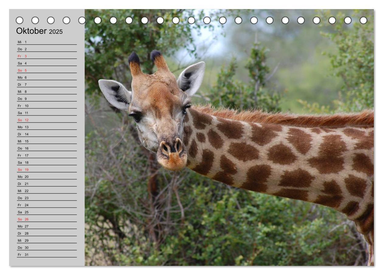 Bild: 9783435534012 | Giraffen. Dem Himmel so nah (Tischkalender 2025 DIN A5 quer),...