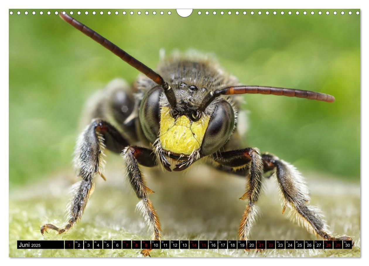 Bild: 9783435340514 | Faszination Makrofotografie: Wespen und Bienen (Wandkalender 2025...