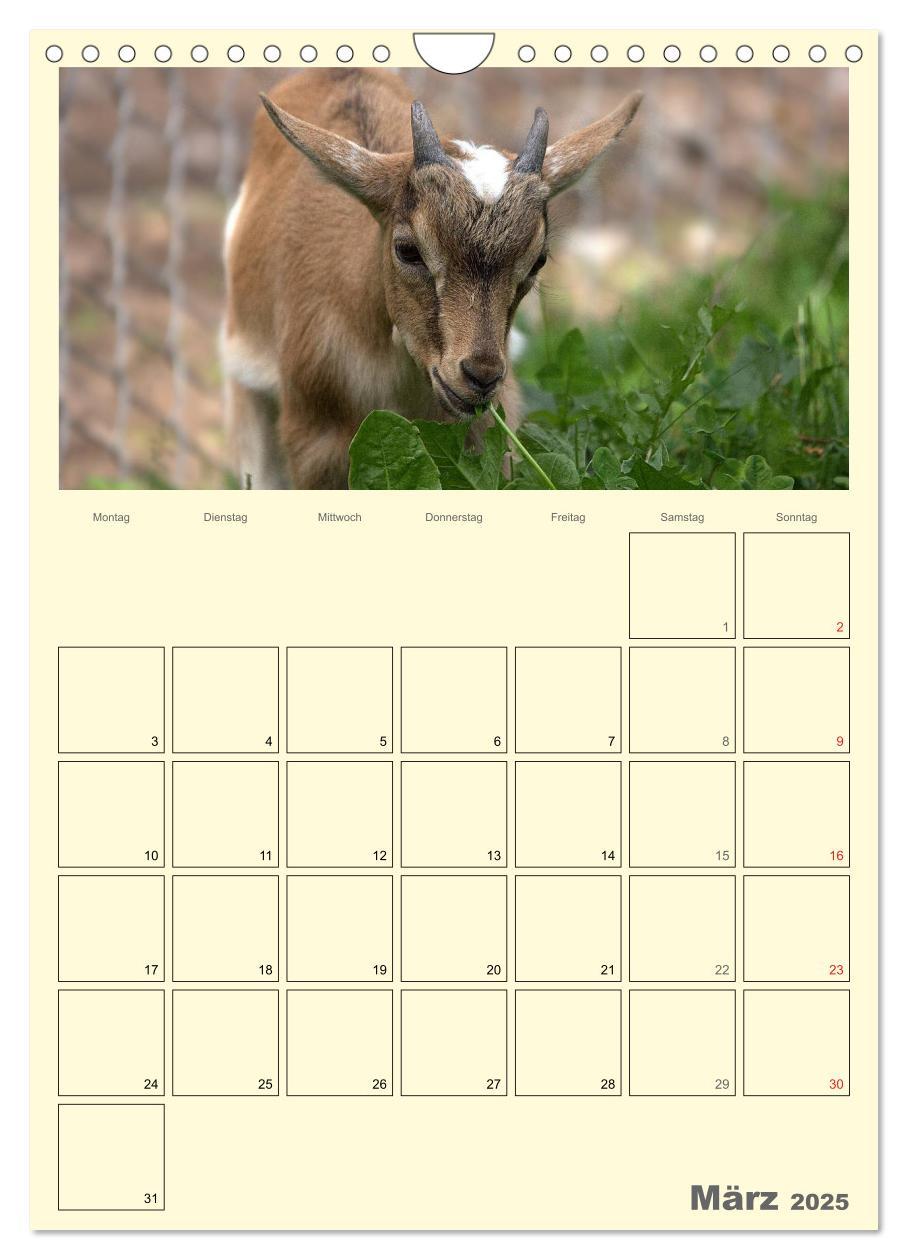 Bild: 9783457015872 | Zwergziegen (Wandkalender 2025 DIN A4 hoch), CALVENDO Monatskalender