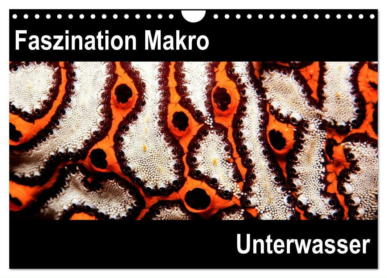 Cover: 9783383488207 | Faszination Makro Unterwasser (Wandkalender 2024 DIN A4 quer),...