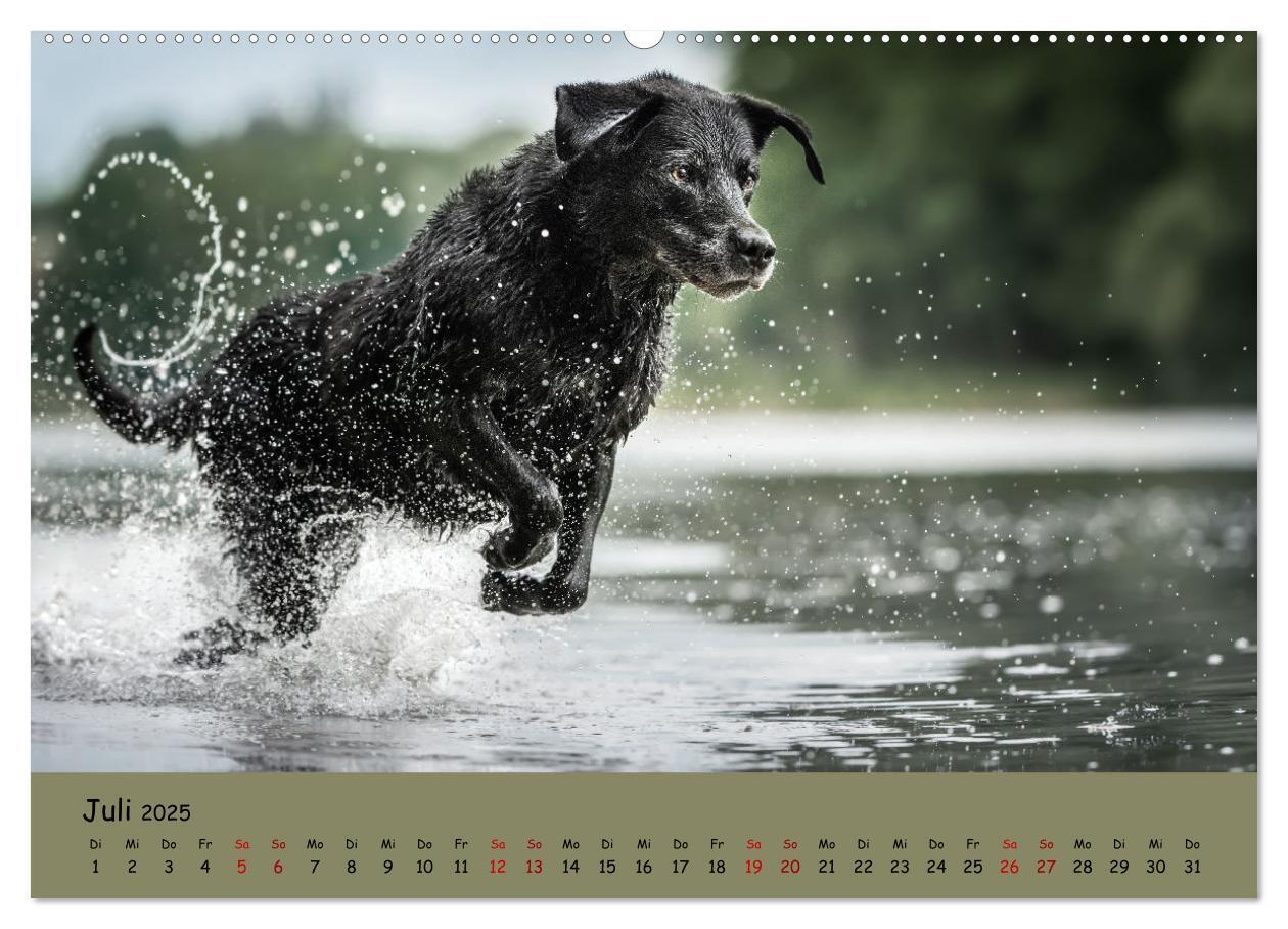 Bild: 9783383959592 | Labrador Retriever - Vielfalt auf Vier Pfoten (Wandkalender 2025...