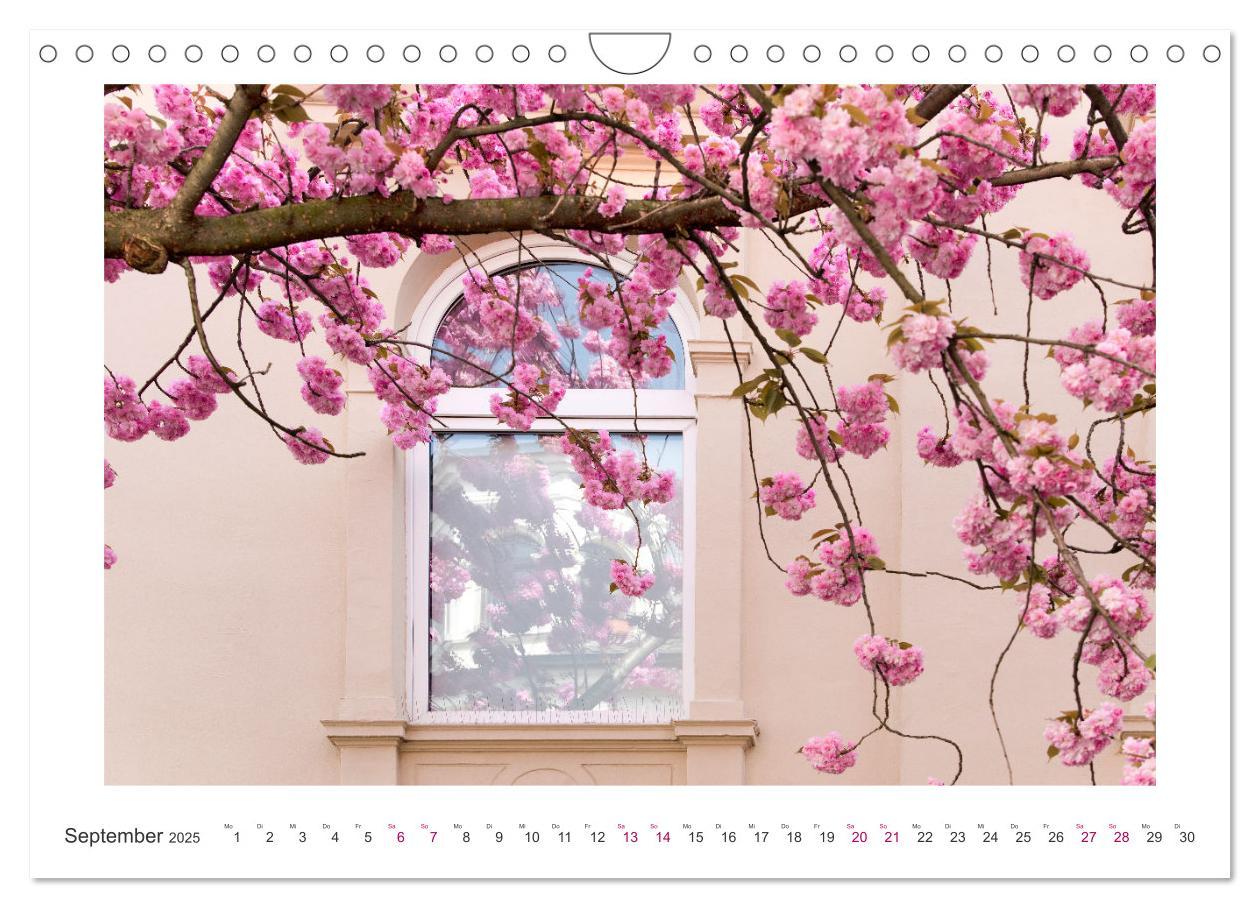 Bild: 9783457128084 | Japanische Kirschblüte in Bonn (Wandkalender 2025 DIN A4 quer),...