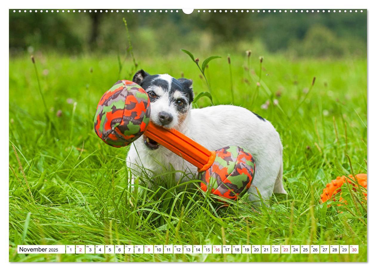 Bild: 9783435250028 | 100000 Volt auf vier Pfoten - Jack und Parson Russell Terrier...