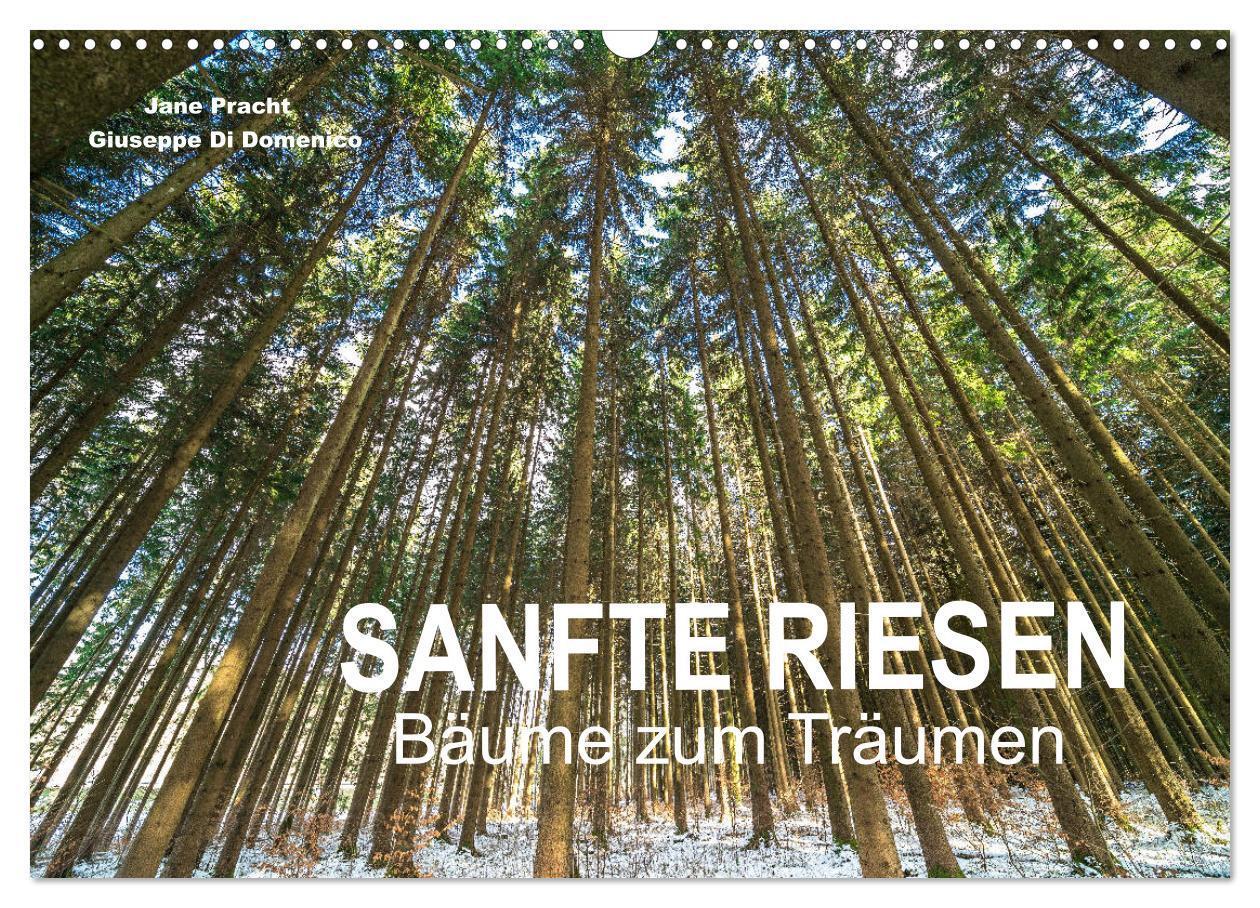 Cover: 9783675858336 | Sanfte Riesen - Bäume zum Träumen (Wandkalender 2024 DIN A3 quer),...