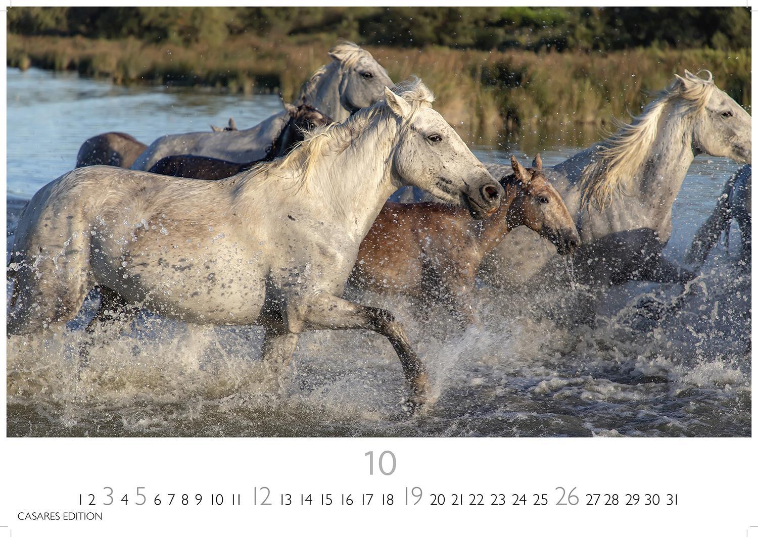 Bild: 9781835242230 | Pferde 2025 S 24x35cm | Kalender | 14 S. | Deutsch | 2025