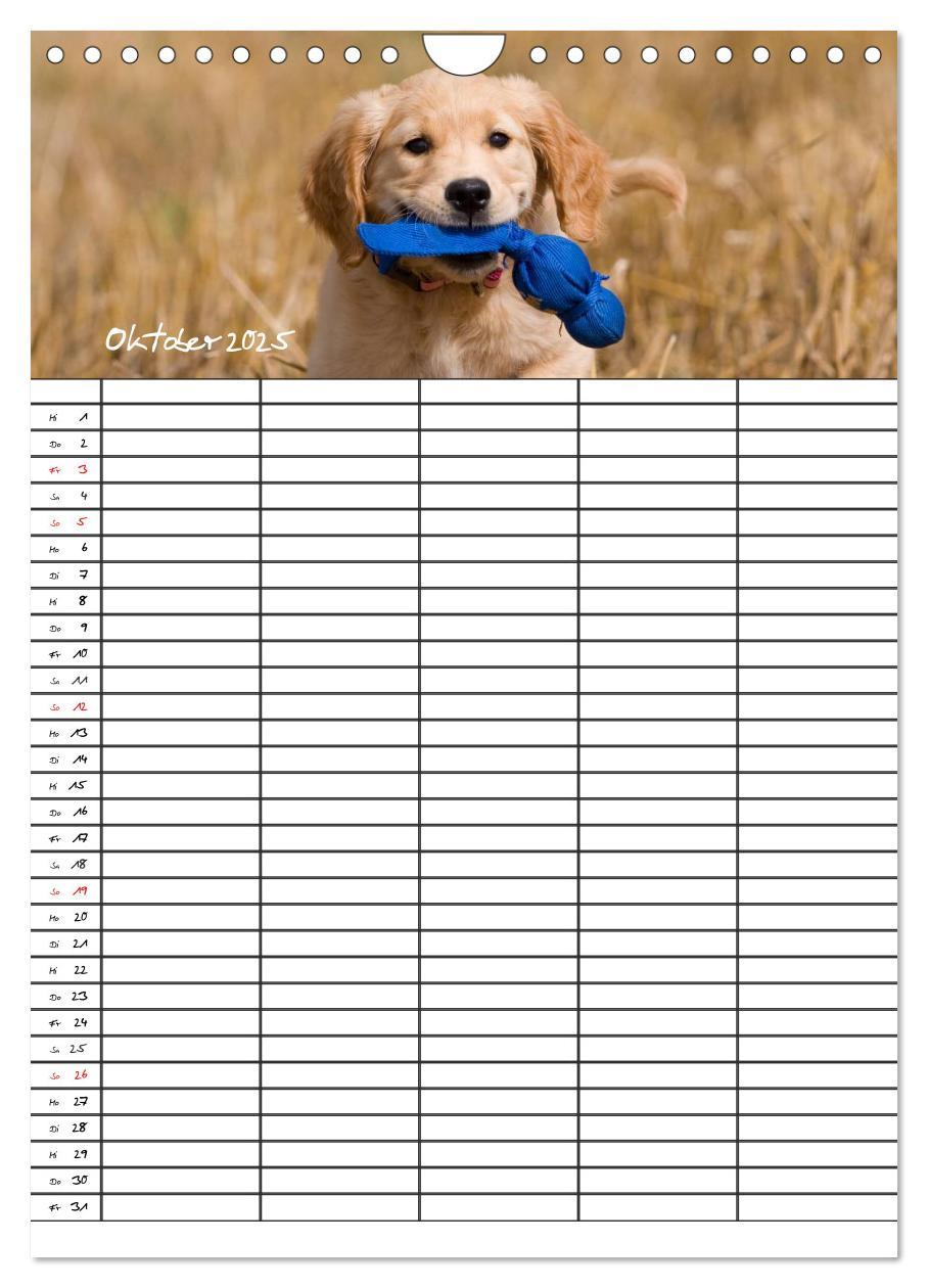 Bild: 9783457088562 | Familienplaner: Golden Retriever Welpen (Wandkalender 2025 DIN A4...