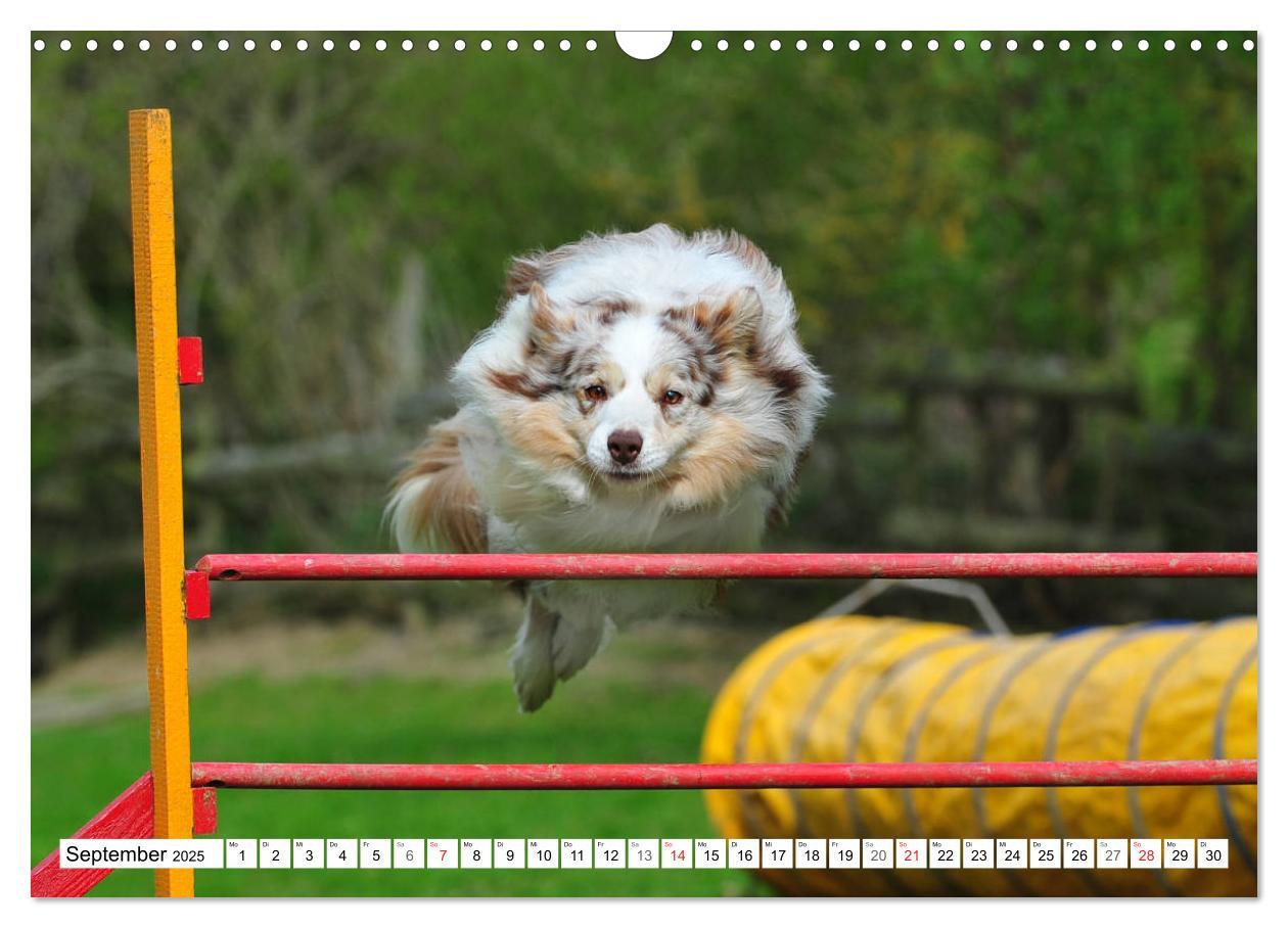 Bild: 9783435256860 | Traumhund Border Collie (Wandkalender 2025 DIN A3 quer), CALVENDO...