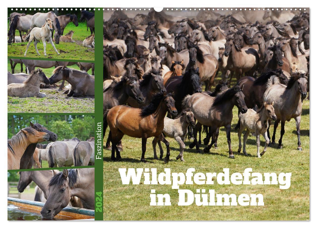 Cover: 9783675972537 | Faszination Wildpferdefang in Dülmen (Wandkalender 2024 DIN A2...