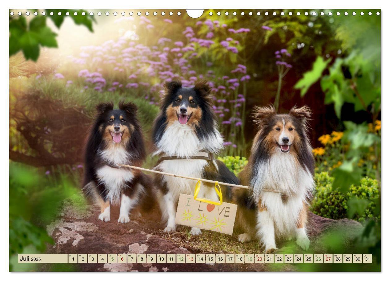 Bild: 9783435423415 | SHELTIES Liebe auf 4 Pfoten (Wandkalender 2025 DIN A3 quer),...